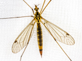 Nephrotoma cornicina